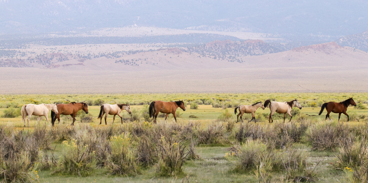 Kollektor porno filmi